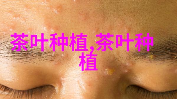 冬春茶园修剪技术