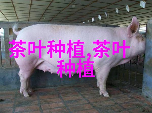云南红茶种植引入卫星定位技术