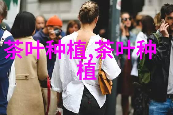 老茶区低产茶园改造的技术要点