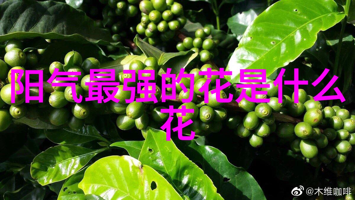 黄连木2024年4月24日报价-园林苗木黄连木价格