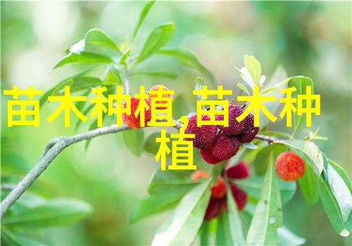 榆树种子的采集
